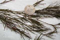 Ceratophyllum demersum